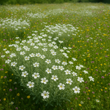 Cerastium biebersteinii (Snow-in-Summer)