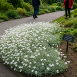 Cerastium biebersteinii (Snow-in-Summer)