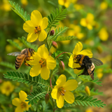 CHAMAECRISTA fasciculata (Partridge Pea)
