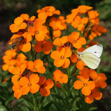 Cheiranthus allionii (Siberian Wallflower)