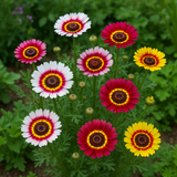 Chrysanthemum carinatum (Painted Daisy)