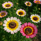 Chrysanthemum carinatum (Painted Daisy)