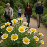 Chrysanthemum coronarium (Garland Daisy)
