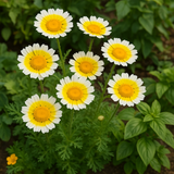 Chrysanthemum coronarium (Garland Daisy)