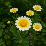 Chrysanthemum coronarium (Garland Daisy)