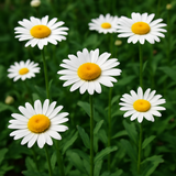 Chrysanthemum leucanthemum (Ox-Eye Daisy)