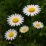Chrysanthemum leucanthemum (Ox-Eye Daisy)