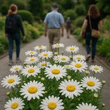 Chrysanthemum maximum 'Alaska' (Shasta Daisy - Alaska)