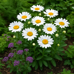 Chrysanthemum maximum (Shasta Daisy, Dwarf - Silver Princess