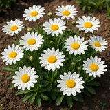 Chrysanthemum maximum (Shasta Daisy, Dwarf - Silver Princess)