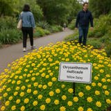 Chrysanthemum multicaule (Yellow Daisy)