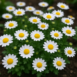 Chrysanthemum paludosum (Creeping Daisy)