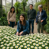 Chrysanthemum paludosum (Creeping Daisy)