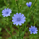 CICHORIUM intybus (Chicory)