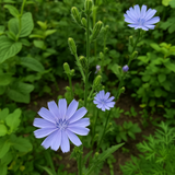 CICHORIUM intybus (Chicory)