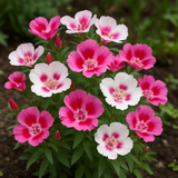 CLARKIA amoena (Godetia, Dwarf)