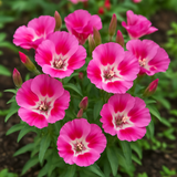 CLARKIA amoena (Godetia, Dwarf)
