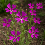 CLARKIA pulchella (Deerhorn Clarkia)