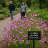 CLARKIA pulchella (Deerhorn Clarkia)