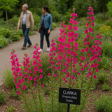CLARKIA unguiculata (Clarkia)