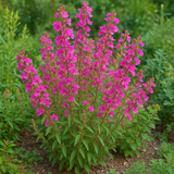 CLARKIA unguiculata (Clarkia)