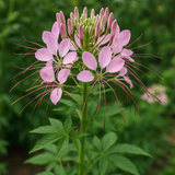 CLEOME hassleriana (Spider Plant)