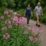 CLEOME serrulata (Rocky Mountain Beeplant)