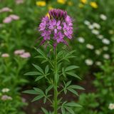 CLEOME serrulata (Rocky Mountain Beeplant)