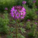 CLEOME serrulata (Rocky Mountain Beeplant)