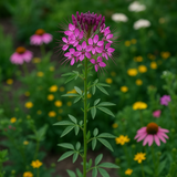 CLEOME serrulata (Rocky Mountain Beeplant)