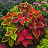 Coleus blumei (Rainbow Mix)
