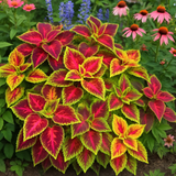 Coleus blumei (Rainbow Mix)