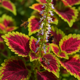 Coleus blumei (Rainbow Mix)