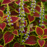Coleus blumei (Rainbow Mix)