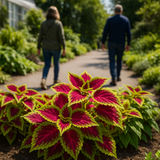 Coleus blumei (Rainbow Mix)