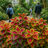 Coleus blumei (Rainbow Mix)