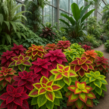 Coleus blumei (Rainbow Mix)