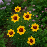 COREOPSIS basalis (Golden Wave Tickseed)
