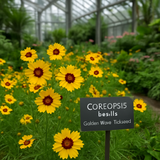 COREOPSIS basalis (Golden Wave Tickseed)