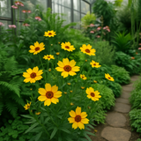 COREOPSIS basalis (Golden Wave Tickseed)