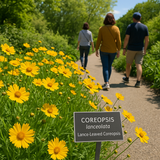 COREOPSIS lanceolata (Lance-Leaved Coreopsis)