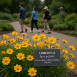 COREOPSIS lanceolata (Lance-Leaved Coreopsis, Dwarf)