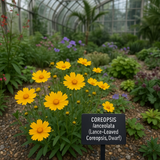 COREOPSIS lanceolata (Lance-Leaved Coreopsis, Dwarf)