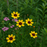 COREOPSIS leavenworthii (Leavenworth's Tickseed)