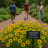 COREOPSIS nuecensis (Crown Tickseed)
