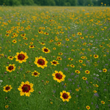COREOPSIS tinctoria (Plains Coreopsis)