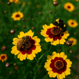 COREOPSIS tinctoria (Plains Coreopsis, Dwarf)