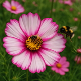 COSMOS bipinnatus 'Candystripe' (Cosmos, White w/Crimson Markings)