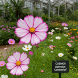 COSMOS bipinnatus 'Candystripe' (Cosmos, White w/Crimson Markings)
