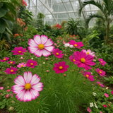 COSMOS bipinnatus 'Candystripe' (Cosmos, White w/Crimson Markings)